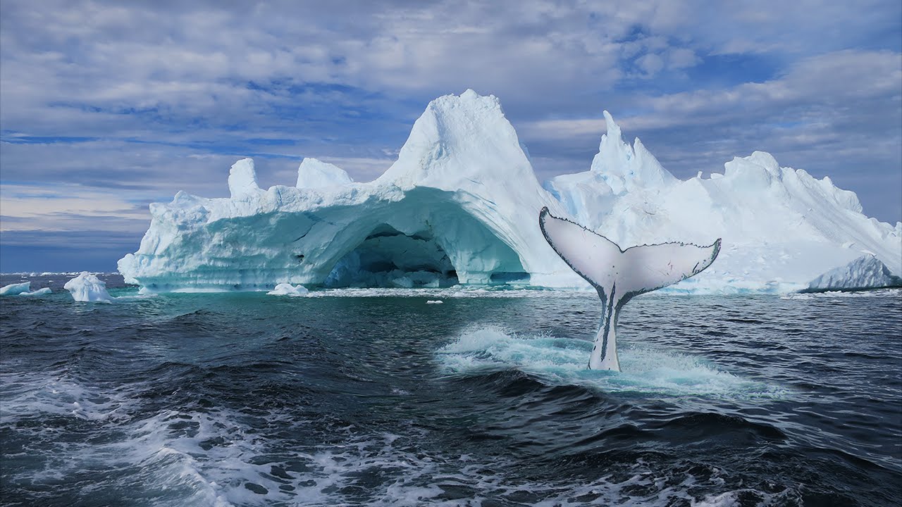 whale spotting greenland