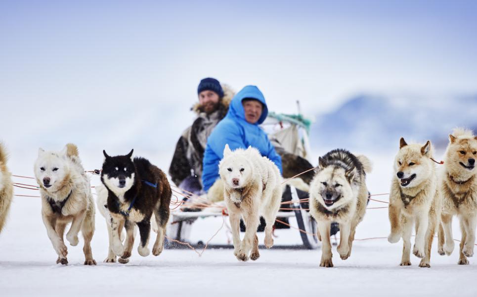 dog sledding tour kangerlussuaq west greenland