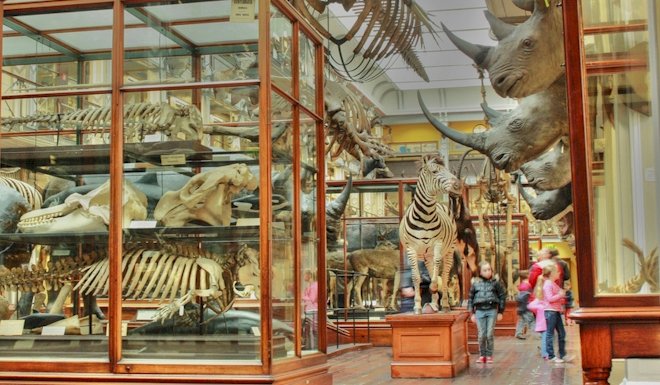 natural history museum Dublin