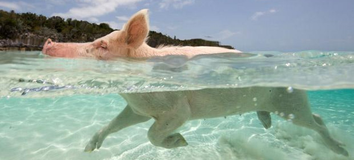 The Bay of Pigs bahamas MAIN
