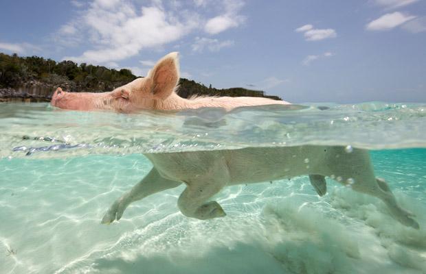 The Bay of Pigs bahamas MAIN