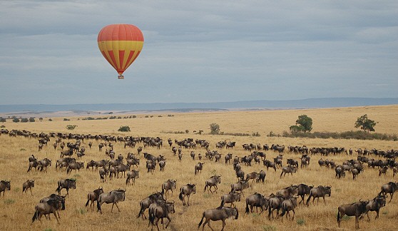 masaimara