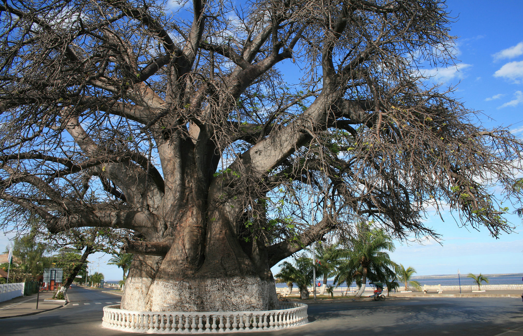 baobab tree Mahajanga