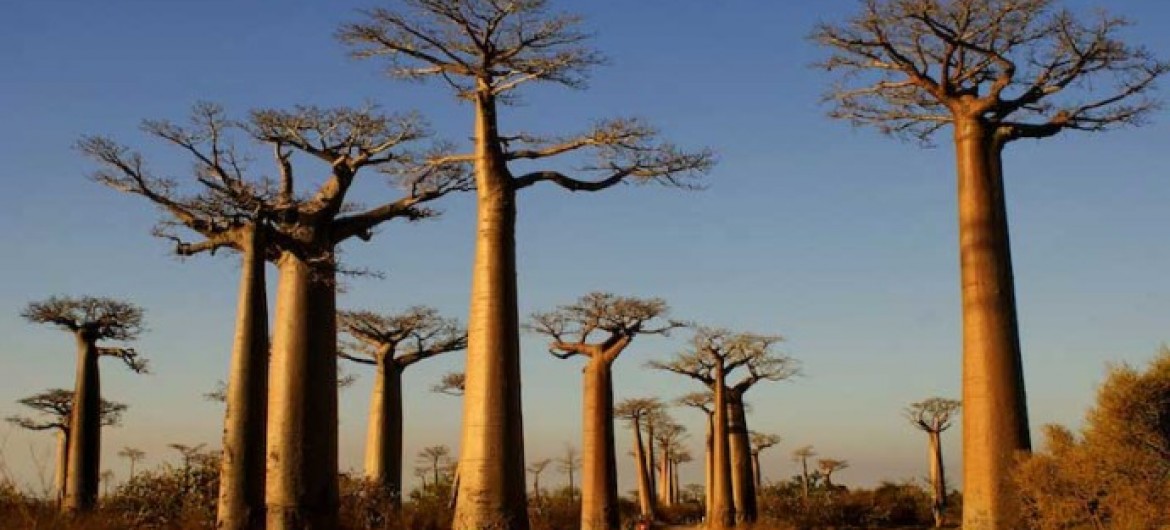 Alley of Baobabs Western Madagascar Main