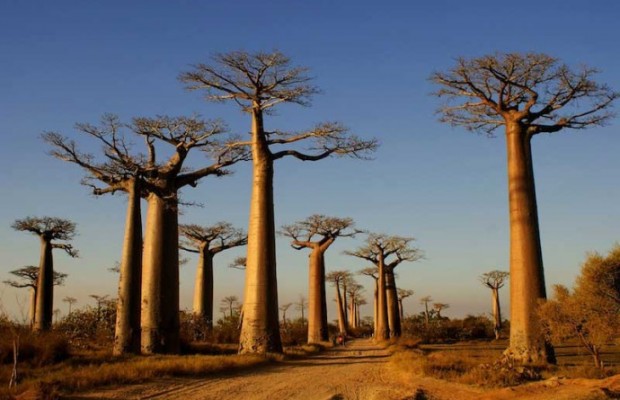 Alley of Baobabs Western Madagascar Main