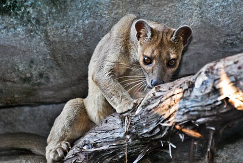 Fossa
