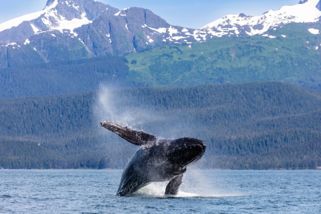 Juneau Whale