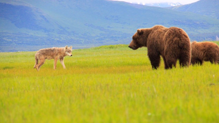 alaska coastal grizzlies wolf angie brad josephs crp