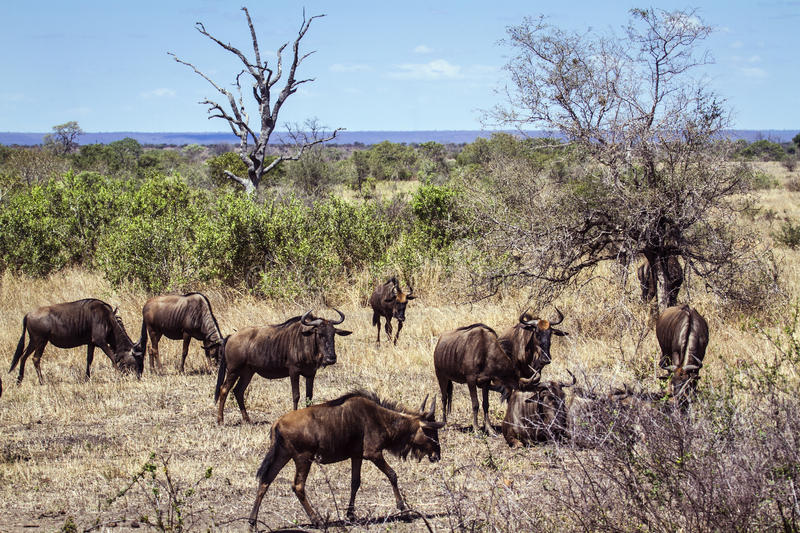 blue wildebeest kruger national park specie Mozambique